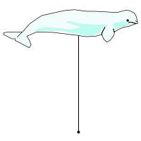 _images/beluga_high.png